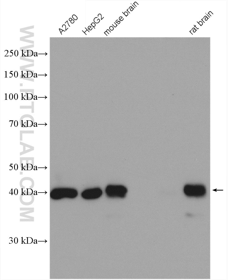 Western Blot (WB) analysis of various lysates using NDE1 Polyclonal antibody (10233-1-AP)