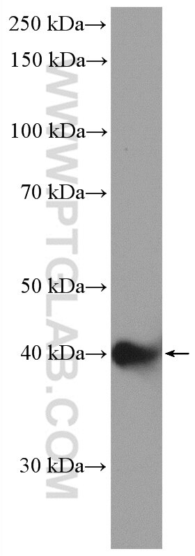 Western Blot (WB) analysis of mouse ovary tissue using NDE1 Polyclonal antibody (10233-1-AP)