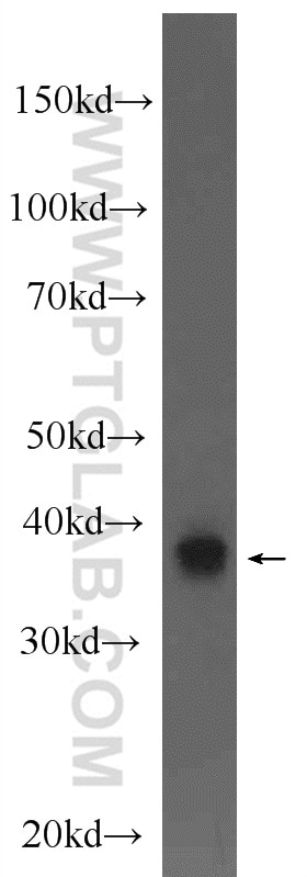 Western Blot (WB) analysis of rat liver tissue using NDE1 Polyclonal antibody (10233-1-AP)