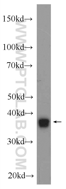 Western Blot (WB) analysis of mouse liver tissue using NDE1 Polyclonal antibody (10233-1-AP)