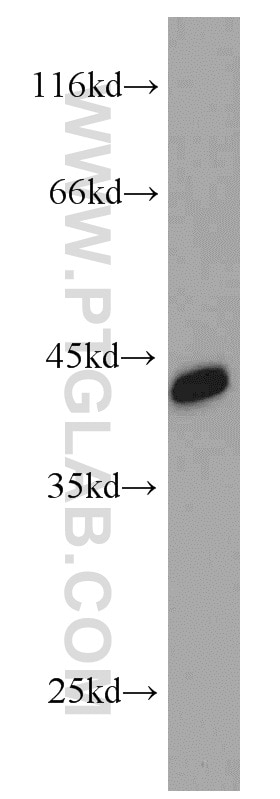 Western Blot (WB) analysis of HEK-293 cells using NDE1 Polyclonal antibody (10233-1-AP)