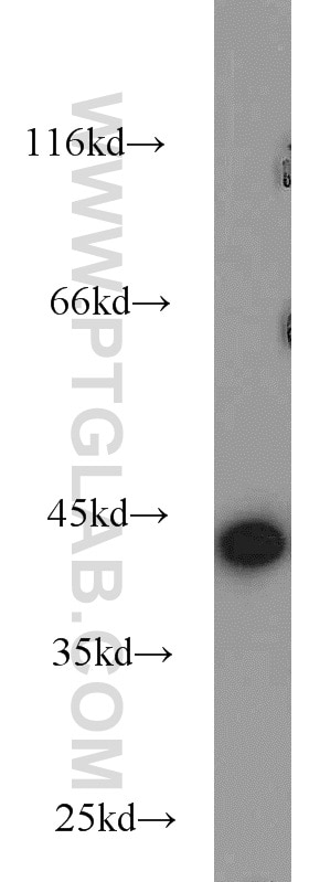Western Blot (WB) analysis of HeLa cells using NDE1 Polyclonal antibody (10233-1-AP)