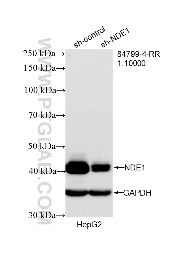 WB result of NDE1 antibody (84799-4-RR; 1:10000; incubated at room temperature for 1.5 hours) with sh-Control and sh-NDE1 transfected HepG2 cells. Western Blot (WB) analysis of HepG2 cells using NDE1 Recombinant monoclonal antibody (84799-4-RR)
