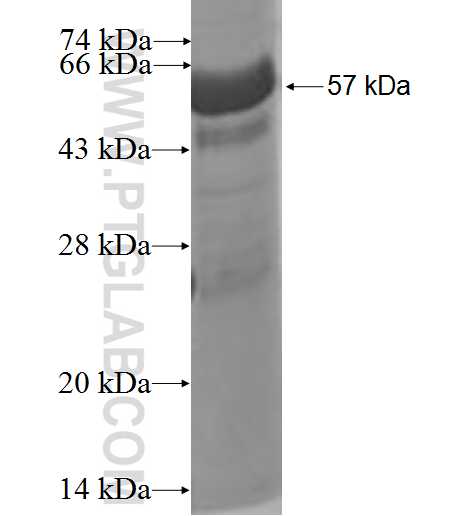 NDE1 fusion protein Ag0336 SDS-PAGE