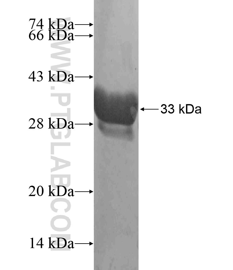 NDE1 fusion protein Ag18174 SDS-PAGE