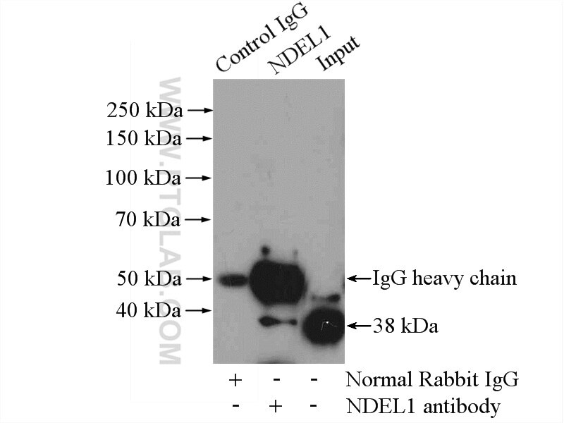 Immunoprecipitation (IP) experiment of HepG2 cells using NDEL1 Polyclonal antibody (17262-1-AP)