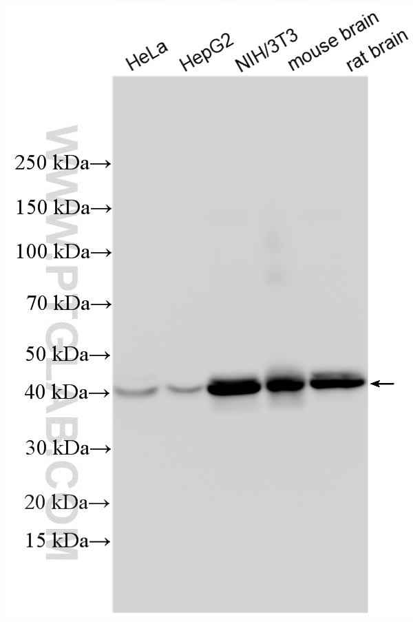 Western Blot (WB) analysis of various lysates using NDEL1 Polyclonal antibody (17262-1-AP)