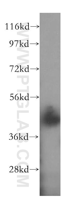 Western Blot (WB) analysis of human brain tissue using NDEL1 Polyclonal antibody (17262-1-AP)