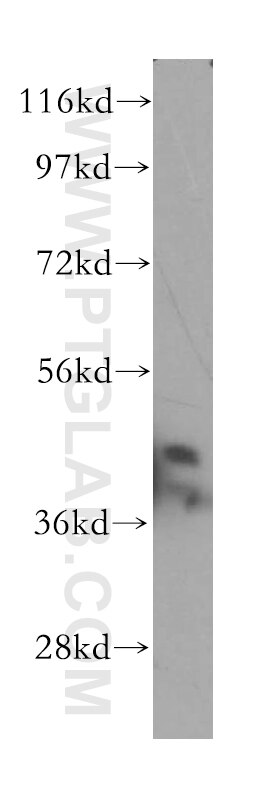 Western Blot (WB) analysis of HepG2 cells using NDEL1 Polyclonal antibody (17262-1-AP)