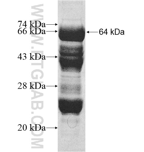 NDEL1 fusion protein Ag10975 SDS-PAGE