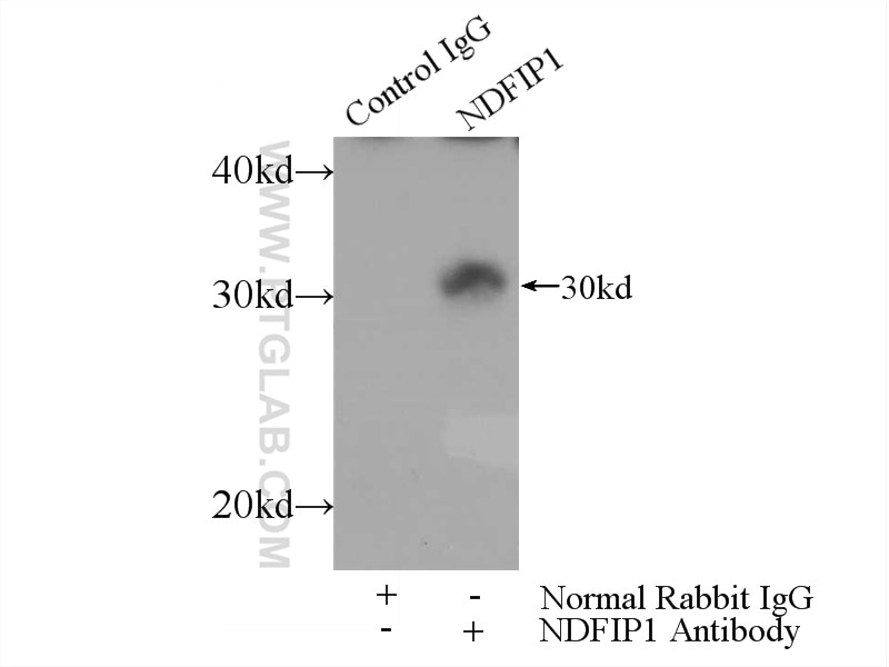 Immunoprecipitation (IP) experiment of HEK-293 cells using NDFIP1 Polyclonal antibody (15602-1-AP)