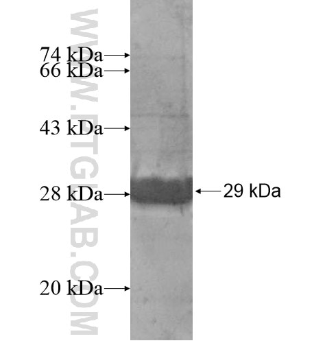 NDFIP1 fusion protein Ag14629 SDS-PAGE