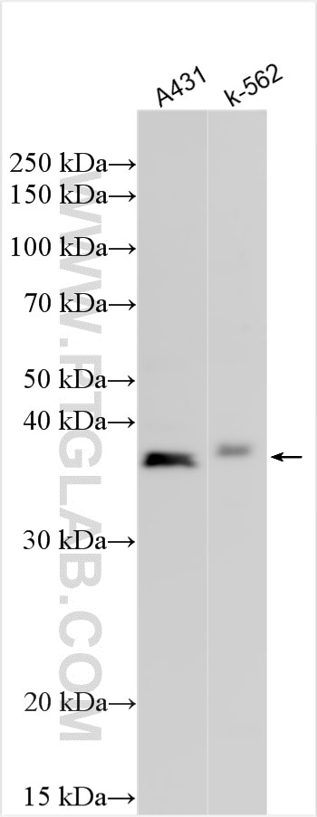 Western Blot (WB) analysis of various lysates using NDFIP2 Polyclonal antibody (32043-1-AP)