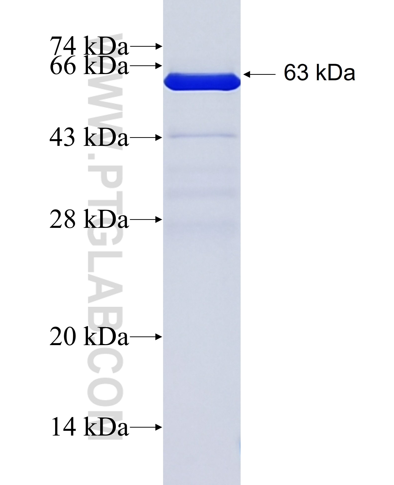 NDFIP2 fusion protein Ag36480 SDS-PAGE