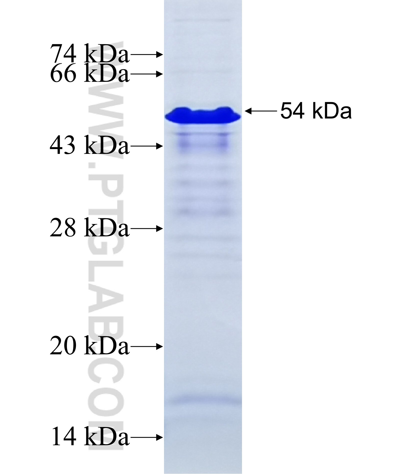 NDN fusion protein Ag7243 SDS-PAGE