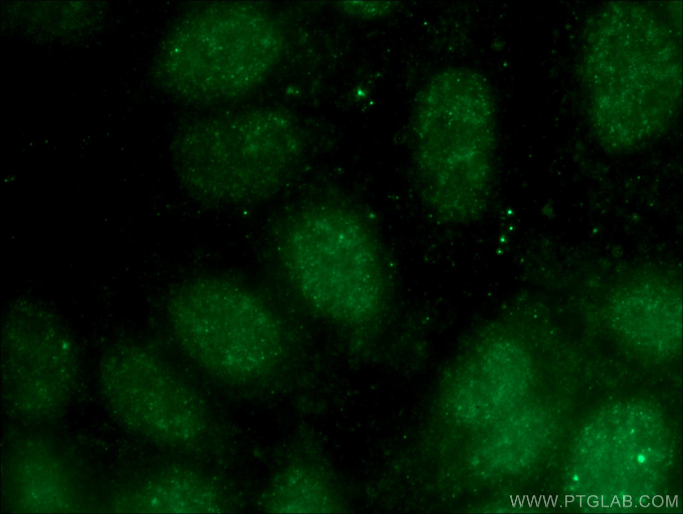 Immunofluorescence (IF) / fluorescent staining of HepG2 cells using NDNL2 Polyclonal antibody (27488-1-AP)