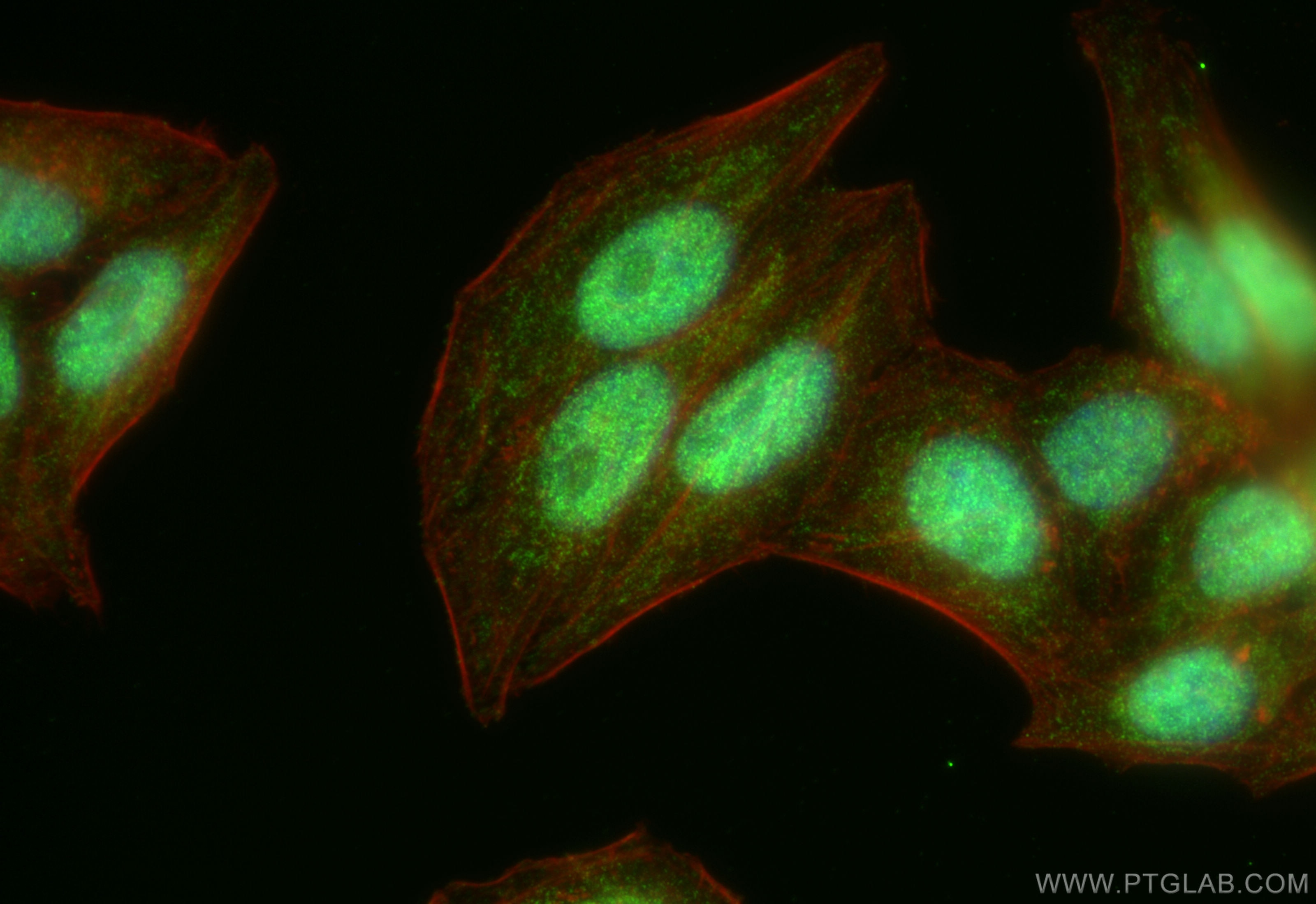 Immunofluorescence (IF) / fluorescent staining of HepG2 cells using NDNL2 Polyclonal antibody (27488-1-AP)