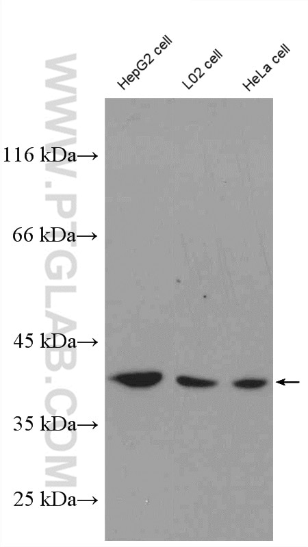 Western Blot (WB) analysis of HepG2 cells using NDNL2 Polyclonal antibody (27488-1-AP)