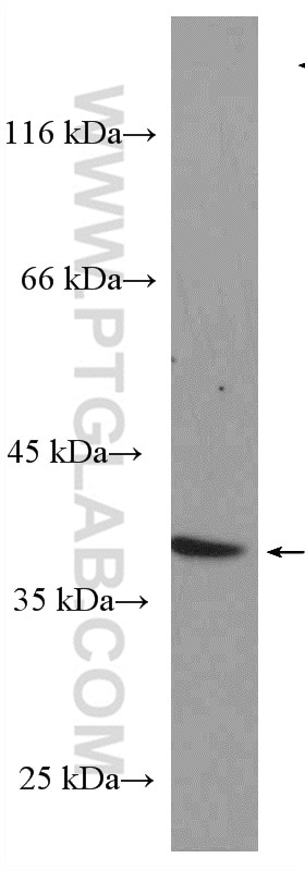 Western Blot (WB) analysis of L02 cells using NDNL2 Polyclonal antibody (27488-1-AP)