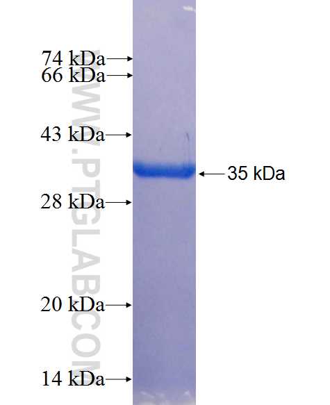 NDNL2 fusion protein Ag26663 SDS-PAGE