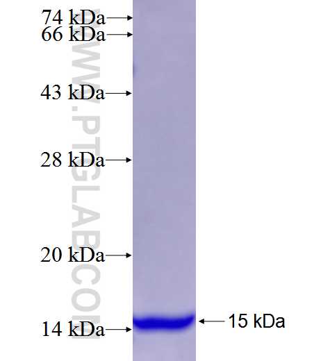 NDNL2 fusion protein Ag26673 SDS-PAGE