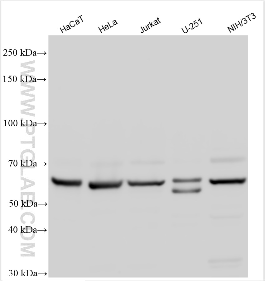 Western Blot (WB) analysis of various lysates using NDOR1/NR1 Polyclonal antibody (11404-1-AP)