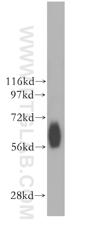 Western Blot (WB) analysis of mouse testis tissue using NDOR1/NR1 Polyclonal antibody (11404-1-AP)