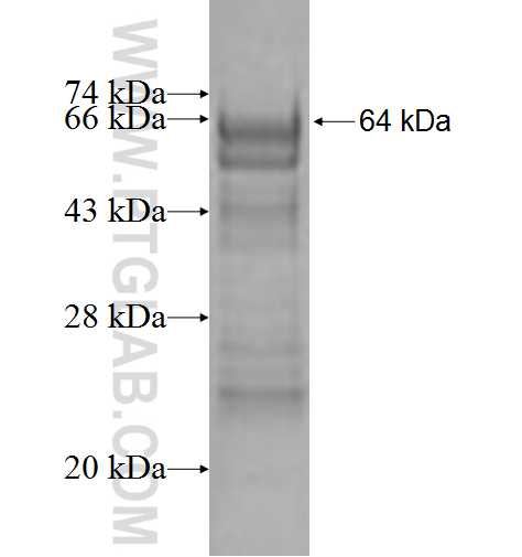 NDOR1 fusion protein Ag1909 SDS-PAGE