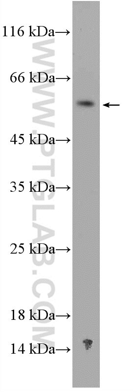 Western Blot (WB) analysis of mouse eye tissue using NDP Polyclonal antibody (15380-1-AP)