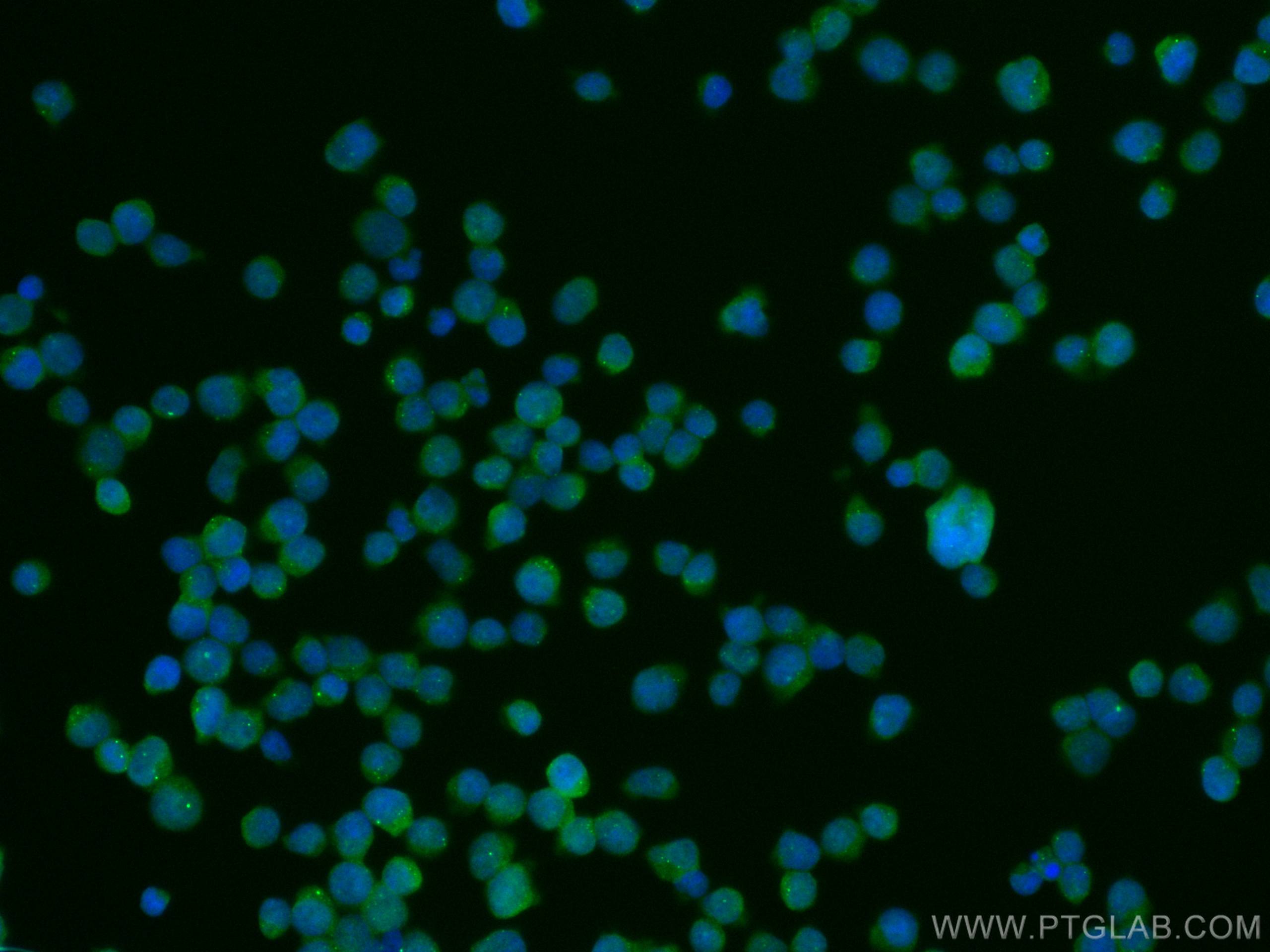 Immunofluorescence (IF) / fluorescent staining of Jurkat cells using CoraLite® Plus 488-conjugated NDP52 Monoclonal ant (CL488-66401)