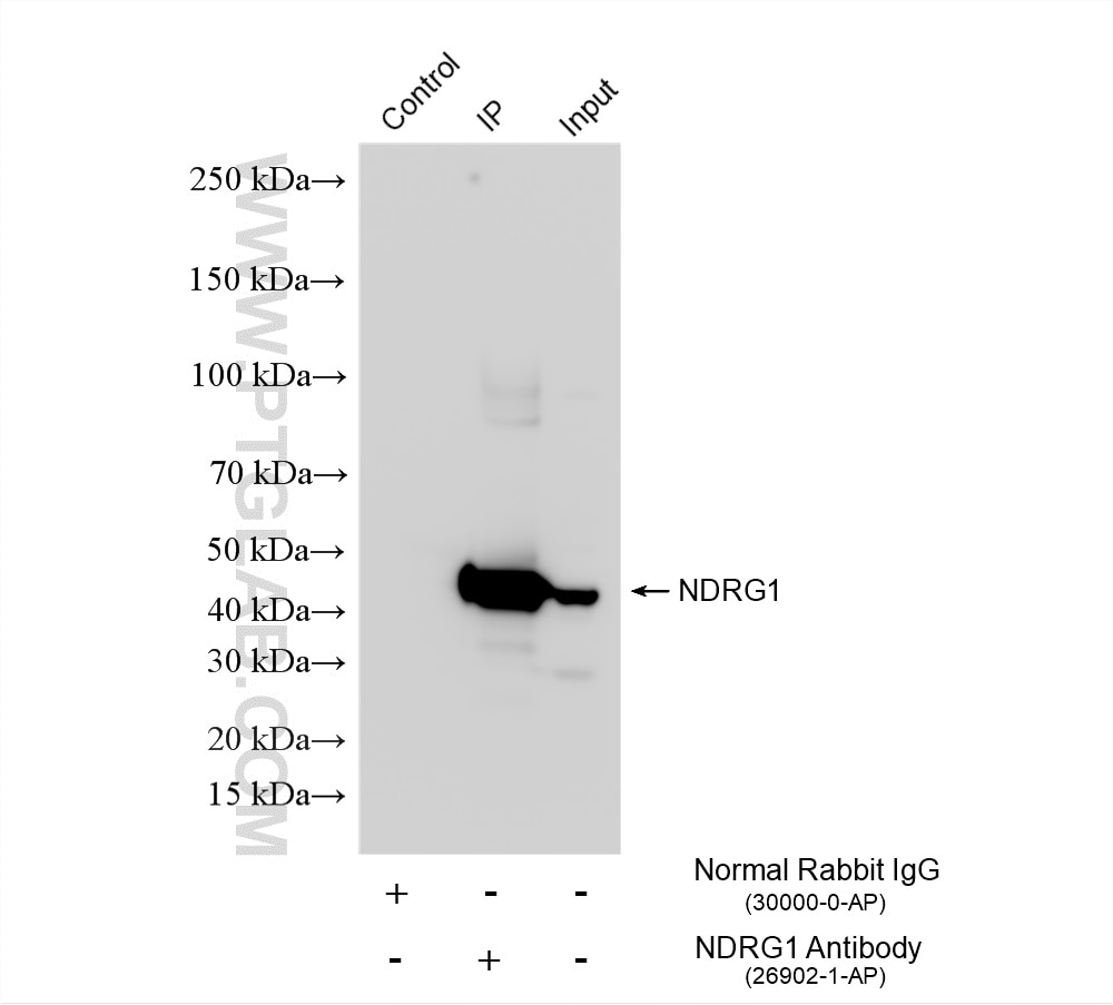 Immunoprecipitation (IP) experiment of HEK-293 cells using NDRG1 Polyclonal antibody (26902-1-AP)