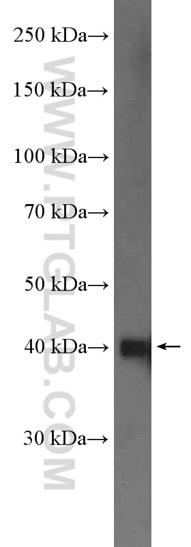 Western Blot (WB) analysis of HEK-293 cells using NDRG1 Polyclonal antibody (26902-1-AP)