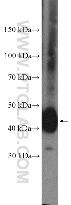 Western Blot (WB) analysis of HeLa cells using NDRG1 Polyclonal antibody (26902-1-AP)