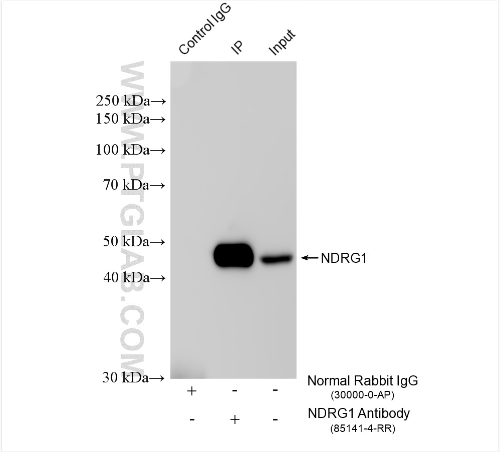 Immunoprecipitation (IP) experiment of HeLa cells using NDRG1 Recombinant antibody (85141-4-RR)