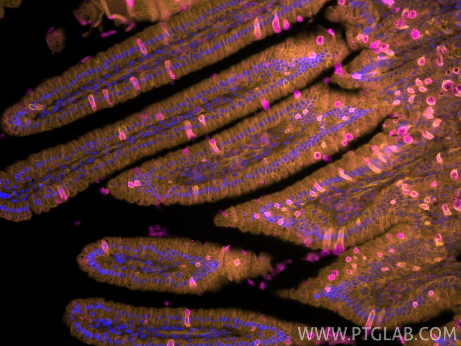 Immunofluorescence (IF) / fluorescent staining of mouse small intestine tissue using CoraLite®555-conjugated NDRG1 Polyclonal antibody (CL555-26902)
