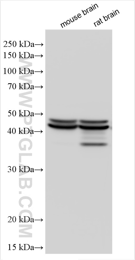 Western Blot (WB) analysis of mouse brain tissue using NDRG2 Polyclonal antibody (12015-1-AP)