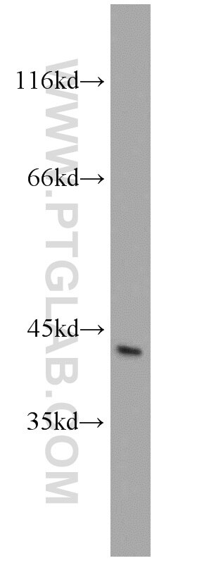 Western Blot (WB) analysis of mouse brain tissue using NDRG2 Polyclonal antibody (12015-1-AP)