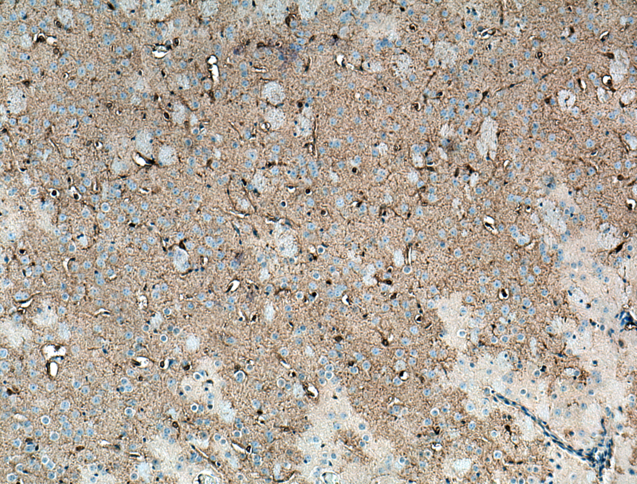 Immunohistochemistry (IHC) staining of mouse brain tissue using NDRG2 Monoclonal antibody (67191-1-Ig)