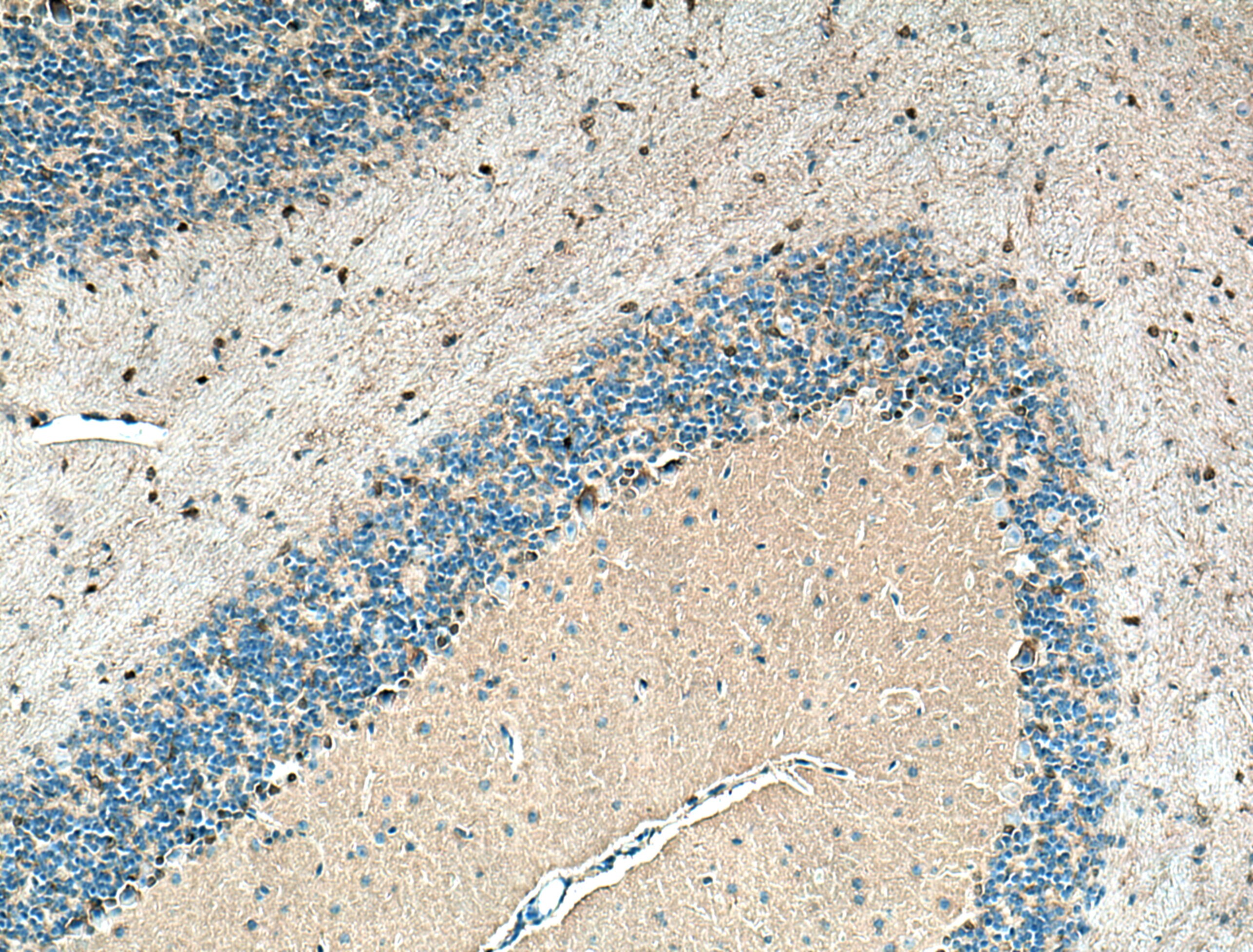 IHC staining of mouse cerebellum using 67191-1-Ig