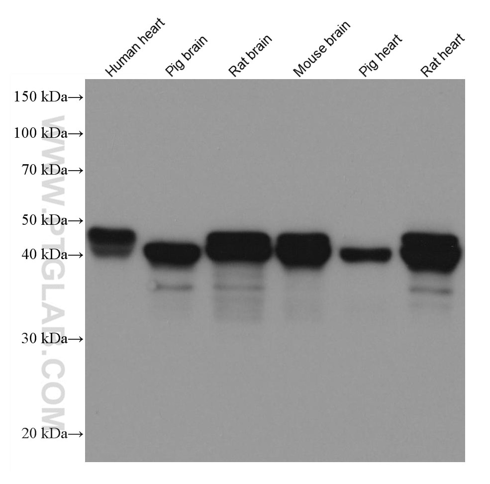 Western Blot (WB) analysis of various lysates using NDRG2 Monoclonal antibody (67191-1-Ig)