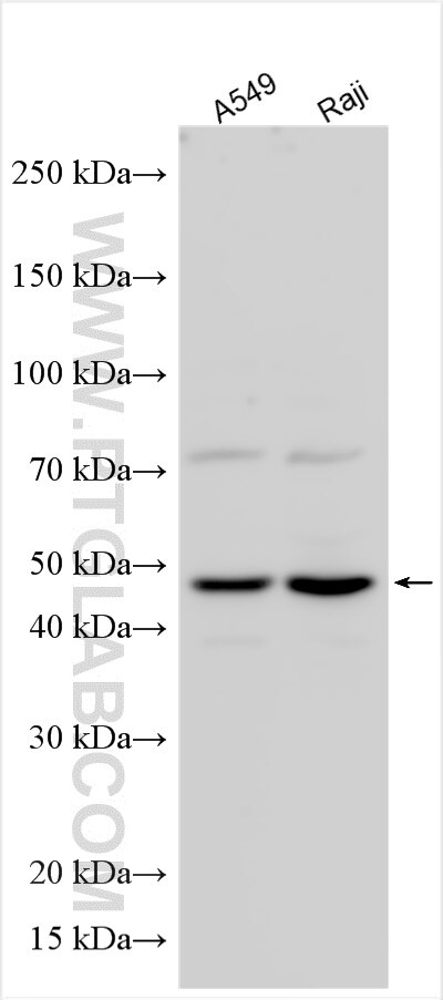 Western Blot (WB) analysis of various lysates using NDRG3 Polyclonal antibody (31421-1-AP)