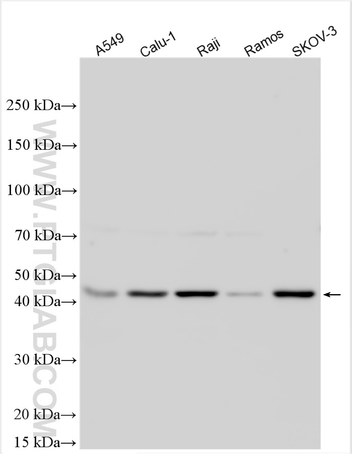 Western Blot (WB) analysis of A549 cells using NDRG3 Polyclonal antibody (31421-1-AP)