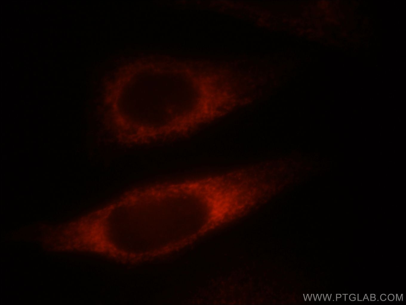 Immunofluorescence (IF) / fluorescent staining of HepG2 cells using NDRG4 Polyclonal antibody (12184-1-AP)