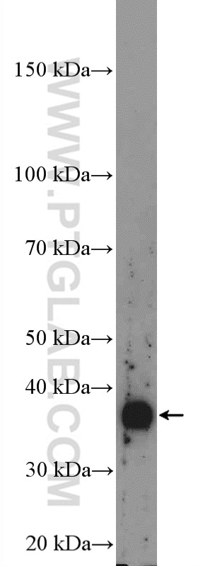 Western Blot (WB) analysis of mouse kidney tissue using NDRG4 Polyclonal antibody (12184-1-AP)