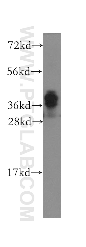 Western Blot (WB) analysis of human brain tissue using NDRG4 Polyclonal antibody (12184-1-AP)