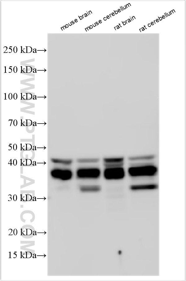 Western Blot (WB) analysis of various lysates using NDRG4 Polyclonal antibody (33254-1-AP)