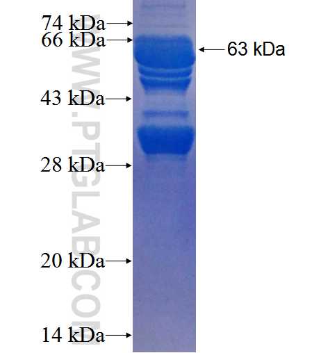 NDRG4 fusion protein Ag3029 SDS-PAGE