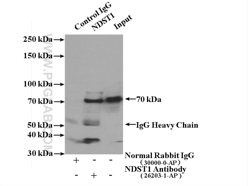 Immunoprecipitation (IP) experiment of mouse liver tissue using NDST1 Polyclonal antibody (26203-1-AP)