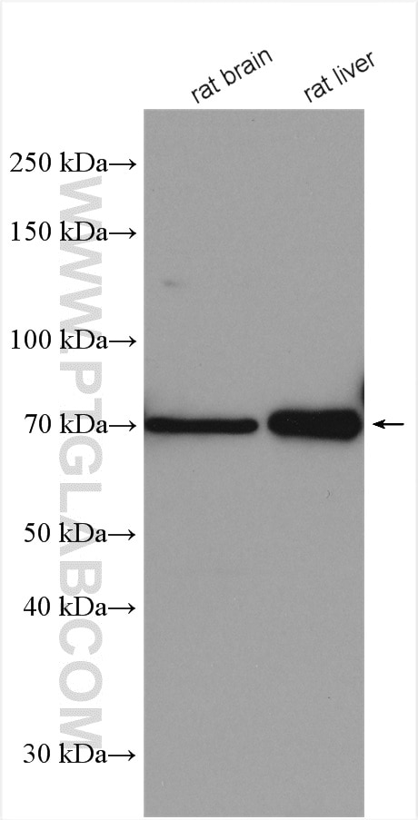 Western Blot (WB) analysis of various lysates using NDST1 Polyclonal antibody (26203-1-AP)