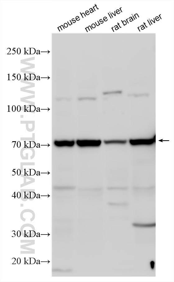 Western Blot (WB) analysis of various lysates using NDST1 Polyclonal antibody (26203-1-AP)